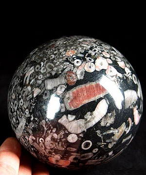 3.6" Crinoid Fossil Sphere, Crystal Ball