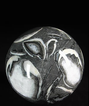Huge 3.3" Rare Fossil Sphere, Crystal Ball