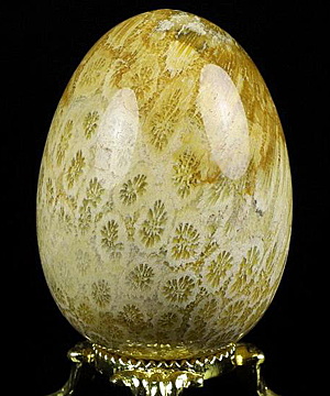 2.2" Coral Fossil Carved Crystal Egg, Crystal Healing