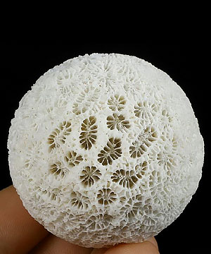 1.9" Coral Fossil Carved Crystal Sphere, Crystal Healing