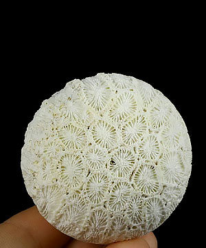 2.1" Coral Fossil Carved Crystal Sphere, Crystal Healing