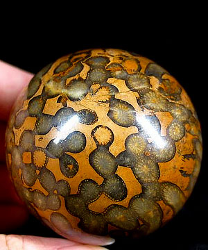 2.1" Petrified Coral Fossil Sphere, Crystal Ball